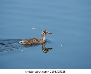 Young Great Crested Grebe (Podiceps cristatus) bird, a few days old that still has its striped feathers. Garbsen, Black Sea (Schwarzer See), Lower Saxony, Germany. - Shutterstock ID 2196325325