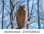 Young great horned owl (Bubo virginianus ) in Wisconsin state park.