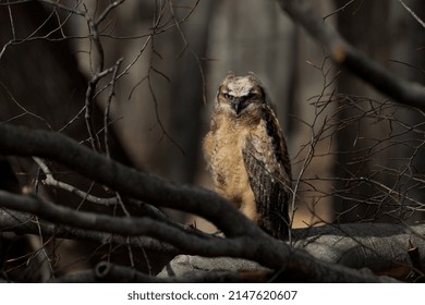 Young Great Horned Owl (Bubo Virginianus ) In Wisconsin State Park.