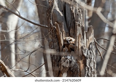 Young Great Horned Owl (Bubo Virginianus ) In Wisconsin State Park.