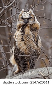 Young Great Horned Owl (Bubo Virginianus ) In Wisconsin State Park.