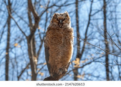 Young Great Horned Owl (Bubo Virginianus ) In Wisconsin State Park.