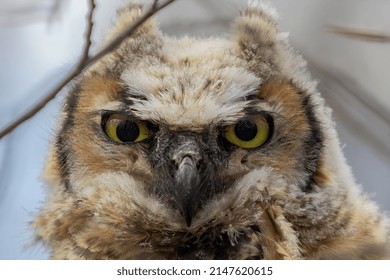 Young Great Horned Owl (Bubo Virginianus ) In Wisconsin State Park.