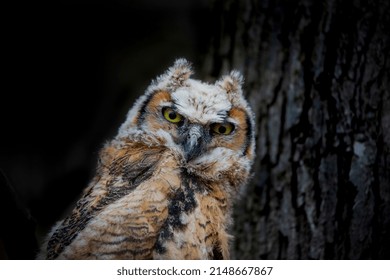 Young Great Horned Owl (Bubo Virginianus ) In Wisconsin State Park.