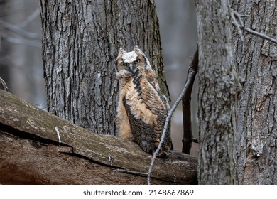 Young Great Horned Owl (Bubo Virginianus ) In Wisconsin State Park.