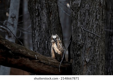 Young Great Horned Owl (Bubo Virginianus ) In Wisconsin State Park.