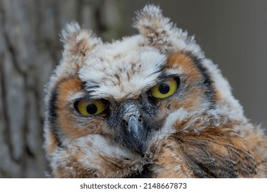 Young Great Horned Owl (Bubo Virginianus ) In Wisconsin State Park.