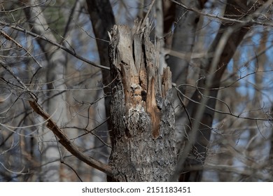 Young Great Horned Owl (Bubo Virginianus ) In Wisconsin State Park.