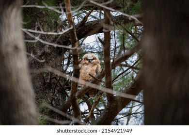 Young Great Horned Owl (Bubo Virginianus ) In Wisconsin State Park.