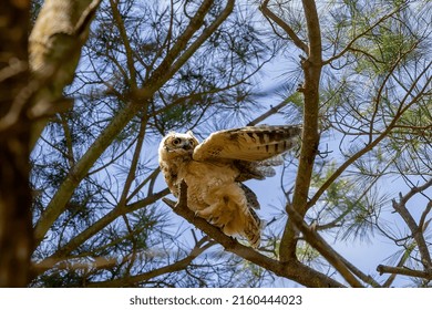 Young Great Horned Owl (Bubo Virginianus ) In Wisconsin State Park.