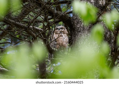 Young Great Horned Owl (Bubo Virginianus ) In Wisconsin State Park.