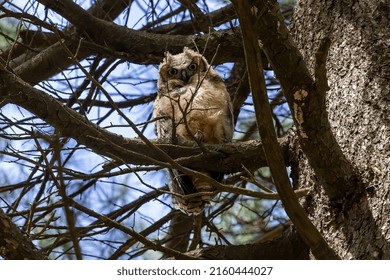 Young Great Horned Owl (Bubo Virginianus ) In Wisconsin State Park.