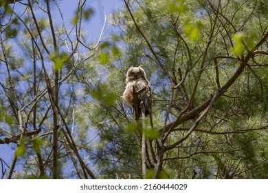 Young Great Horned Owl (Bubo Virginianus ) In Wisconsin State Park.