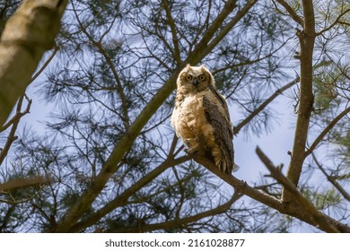 Young Great Horned Owl (Bubo Virginianus ) In Wisconsin State Park.