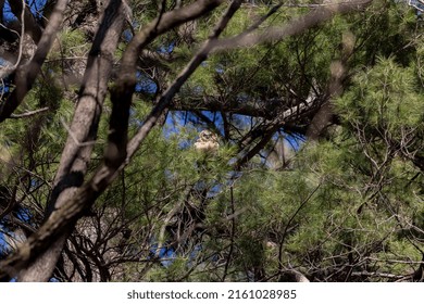 Young Great Horned Owl (Bubo Virginianus ) In Wisconsin State Park.