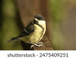 Young Great Tit fledgling sat on the fence. Uk birds. Wildlife 