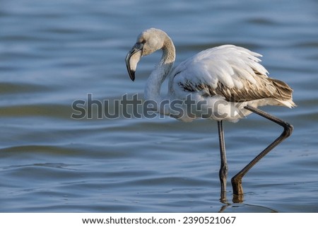A young Greater Flamingo walking in the water and looking for food, sunny morning in springtime, Camargue (Provence, France)