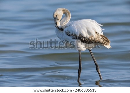 A young Greater Flamingo walking in the water and looking for food, sunny morning in springtime, Camargue (Provence, France)