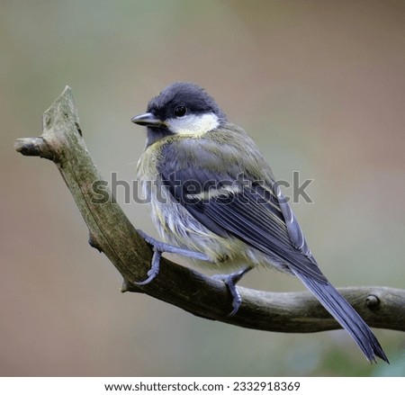 A young Greattit perched on a branch