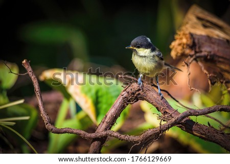 A young Greattit perches on a branch looking to the left of shot with copyspace