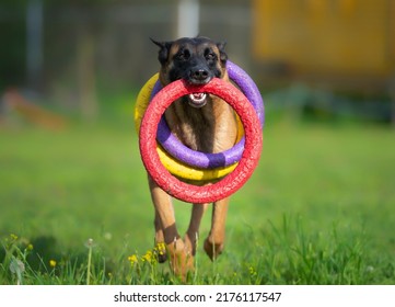 Young Greedy Belgian Shepherd Dog Malinois With Three Color Toy Rings