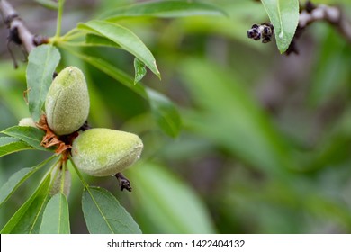 Young green almond nuts riping on almond tree close up
