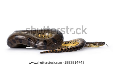 Young Green Anaconda aka Eunectus murinus snake. Isolated on white background.