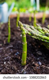 Young Green Asparagus Grown In The Garden. 