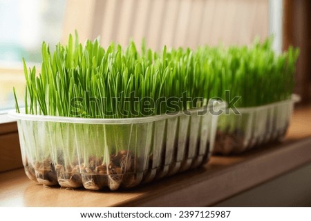 Young green barley grass growing on the windowsill near the window