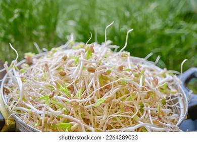 Young green bean sprouts closeup view. Healthy fresh vegetarian food