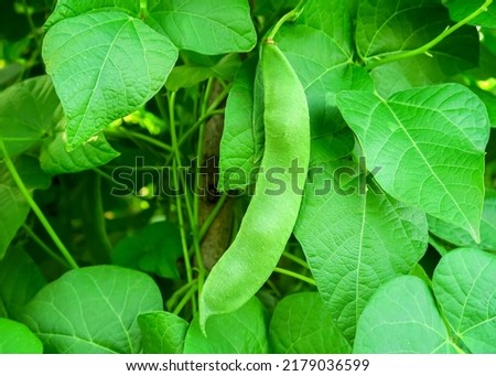 young green beans grow on a vegetable farm. gardening and cultivation of beans concept Foto stock © 