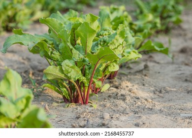 Young Green Beetroot On A Path In The Vegetable Garden. Fresh Green Leaves Of Beetroot In The Garden. Beets In The Garden.