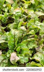 Young Green Beetroot Plans On A Path In The Vegetable Garden.