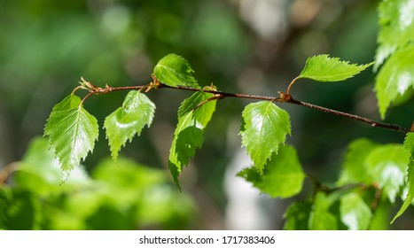 Junge grüne Birkenblätter, Frühlingsnatur.