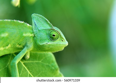 Young Green Chameleon Is Crawling On The Green Leaves, Reptile Animal