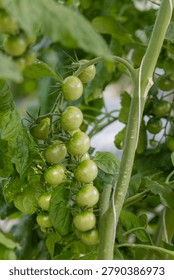 Young green cherry tomatoes develop on vigorous greenhouse vines in Iceland. The image represents food production, modern horticulture, and sustainable crop cultivation.
