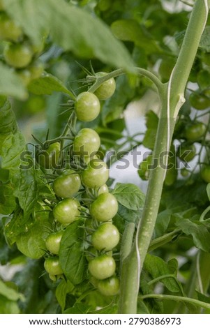 Young green cherry tomatoes develop on vigorous greenhouse vines in Iceland. The image represents food production, modern horticulture, and sustainable crop cultivation.
