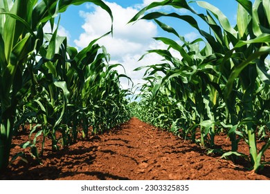 Young green corn crop seedling plants in cultivated perfectly clean agricultural plantation field with no weed, low angle view selective focus