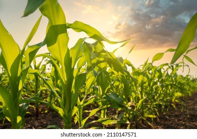 Young green corn growing on the field at sunset. Young Corn Plants. Corn grown in farmland.Maize seedling in the agricultural garden with blue sky.Green maize plants on field. Agricultural landscape