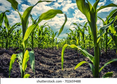 Young green corn plants on farmland - extreme low angle shot - worm's-eye view