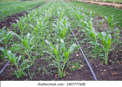Young green corn plant.Weed control in corn crops, young maize plants rows in cultivated field.a selective focus picture of organic young corn field at agriculture farm.