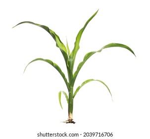 Young Green Corn Stalk Isolated On White Background, Sprouting Plant With Clipping Path