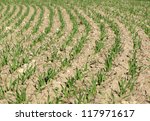 young green corn wheat field agriculture in spring