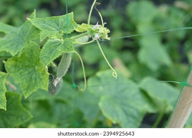 young green cucumber close-up on a branch in the garden, cucumber flower close-up, green gherkin on a branch in the vegetable garden close-up, green vegetable garden sustainable development - Shutterstock ID 2394925643