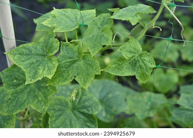 young green cucumber close-up on a branch in the garden, cucumber flower close-up, green gherkin on a branch in the vegetable garden close-up, green vegetable garden sustainable development - Shutterstock ID 2394925679