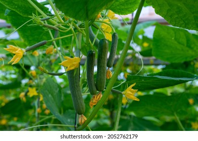 Young green cucumbers  vegetables hanging on lianas of cucumber plants in green house