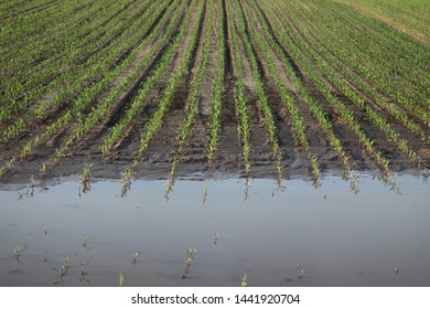 Young green damaged corn plants in mud and water,  field damaged in flood, agriculture in spring