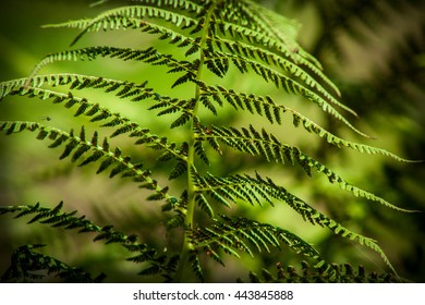 The young, green fern. Background for your design - Shutterstock ID 443845888