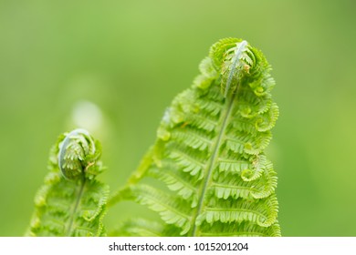 Young green fern leaves, twisted into a spiral of growing on the lawn in the courtyard