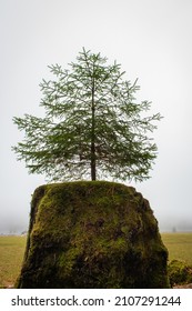 Young Green Fir Tree On Old Tree Stump. Life Concept. Growth Concept. Beauty Of Autumn Nature. Life Power. Foggy Day In Forest. Old And New Concept. Ecology And Environment Background. New Tree On Old